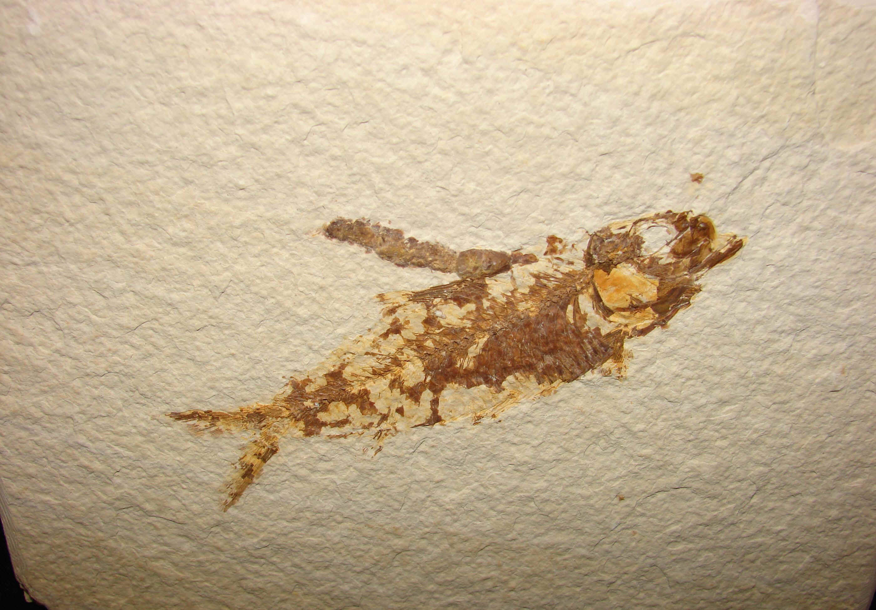 http://www.artfromgod.com/fossilfish-10.jpg (807370 bytes)