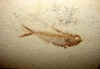 fossilfish-11.jpg (773453 bytes)