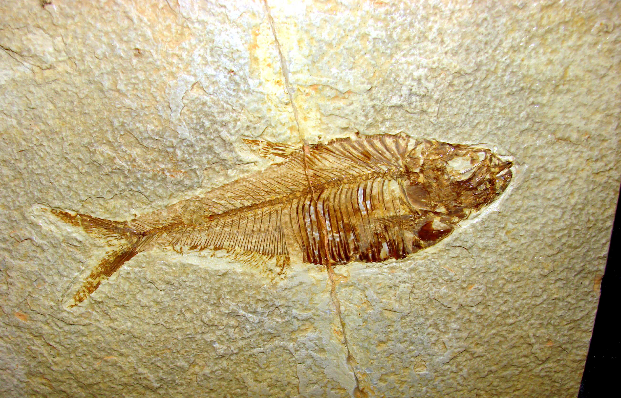 http://www.artfromgod.com/fossilfish-14.jpg (807370 bytes)