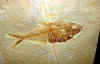 fossilfish-14.jpg (761065 bytes)