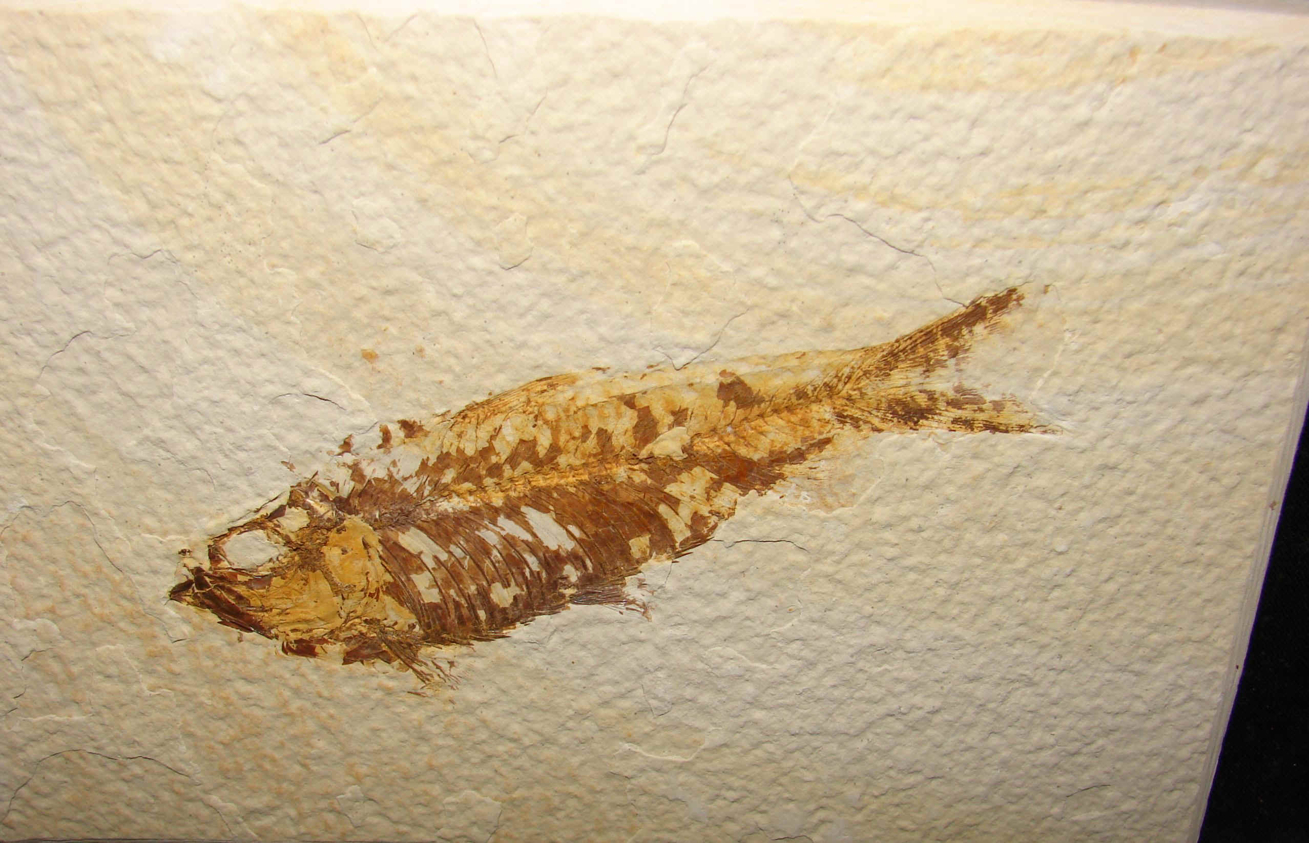 http://www.artfromgod.com/fossilfish-17.jpg (807370 bytes)