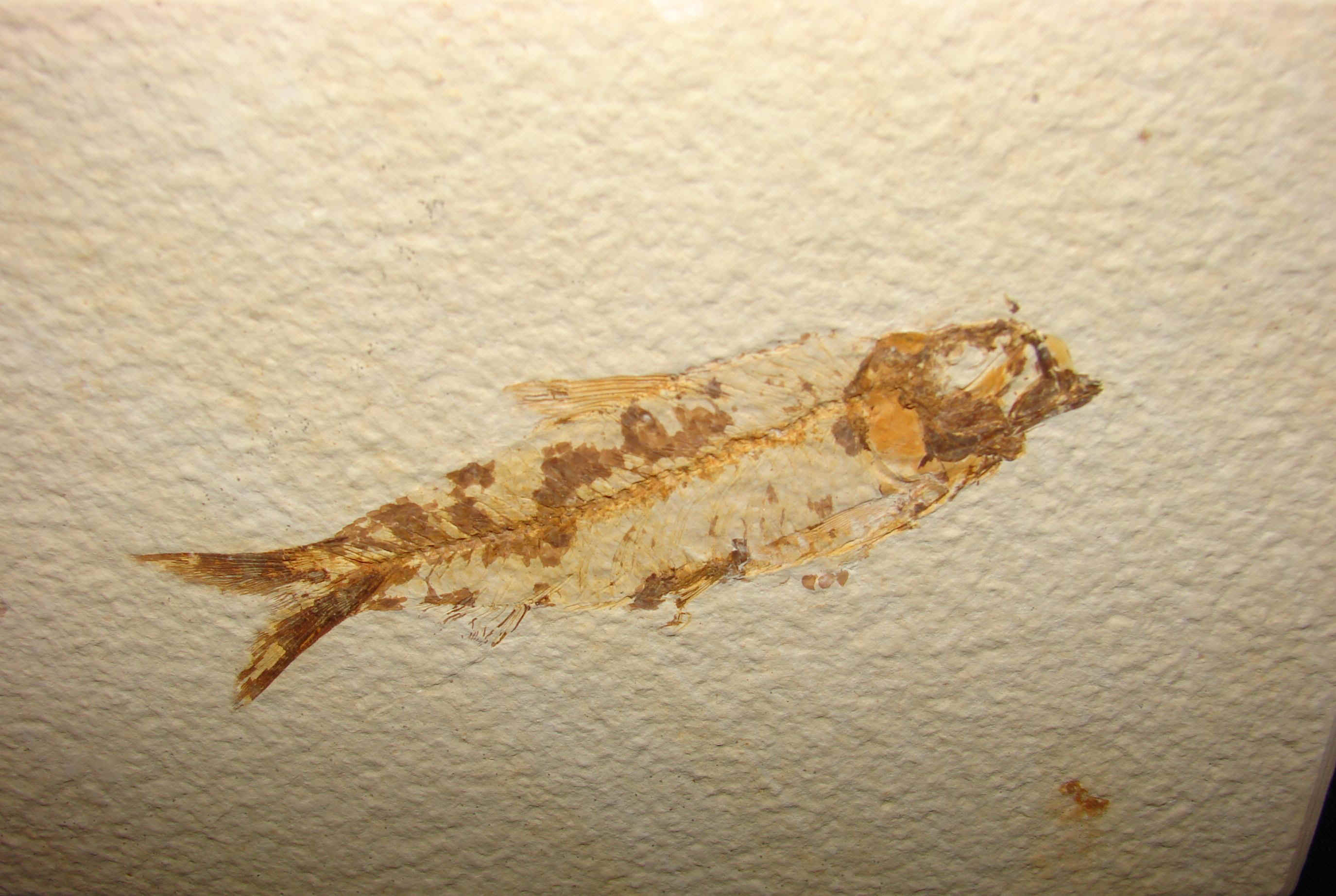 http://www.artfromgod.com/fossilfish-18.jpg (807370 bytes)