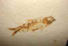 fossilfish-18.jpg (496287 bytes)