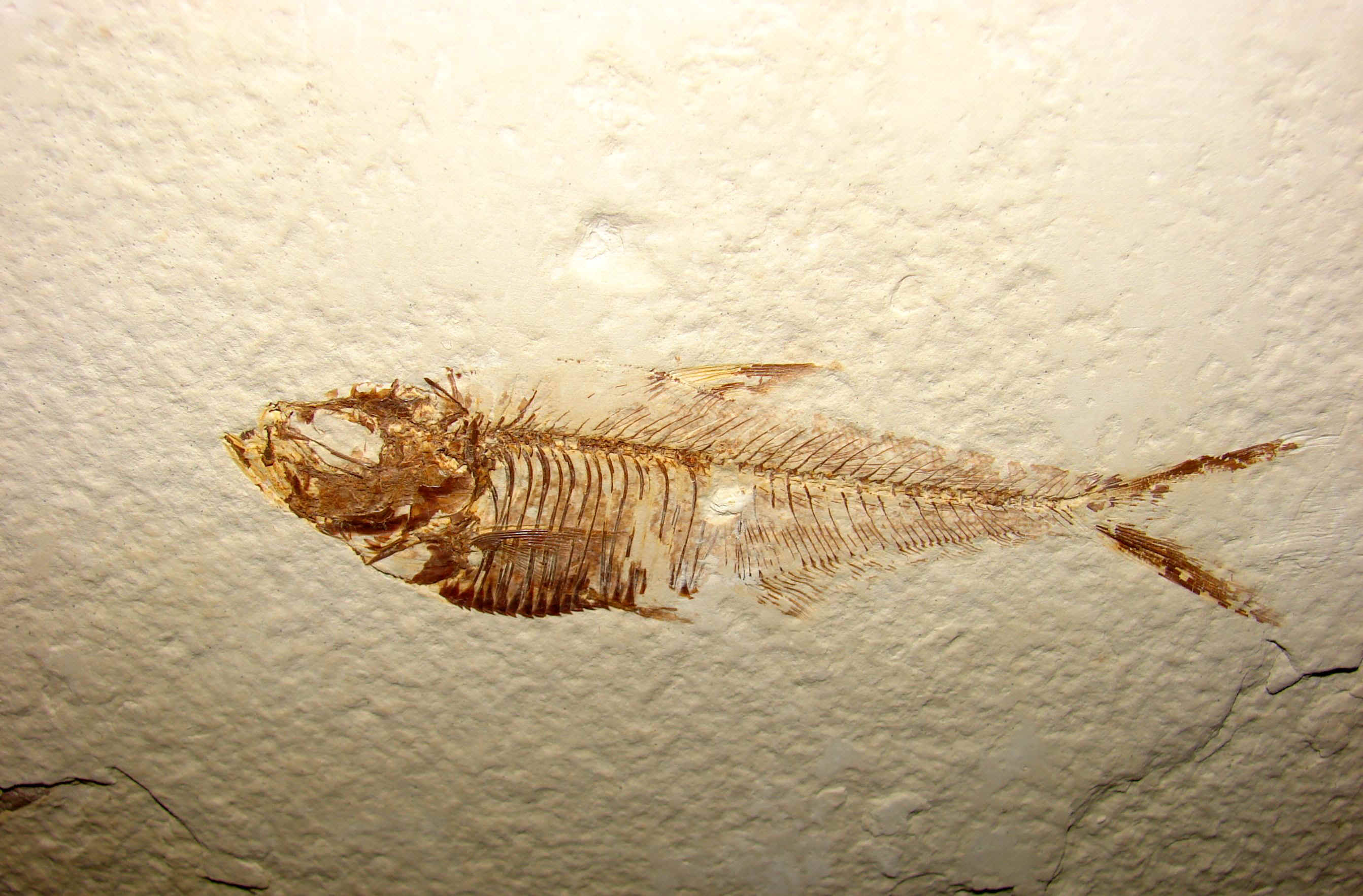 http://www.artfromgod.com/fossilfish-22.jpg (807370 bytes)