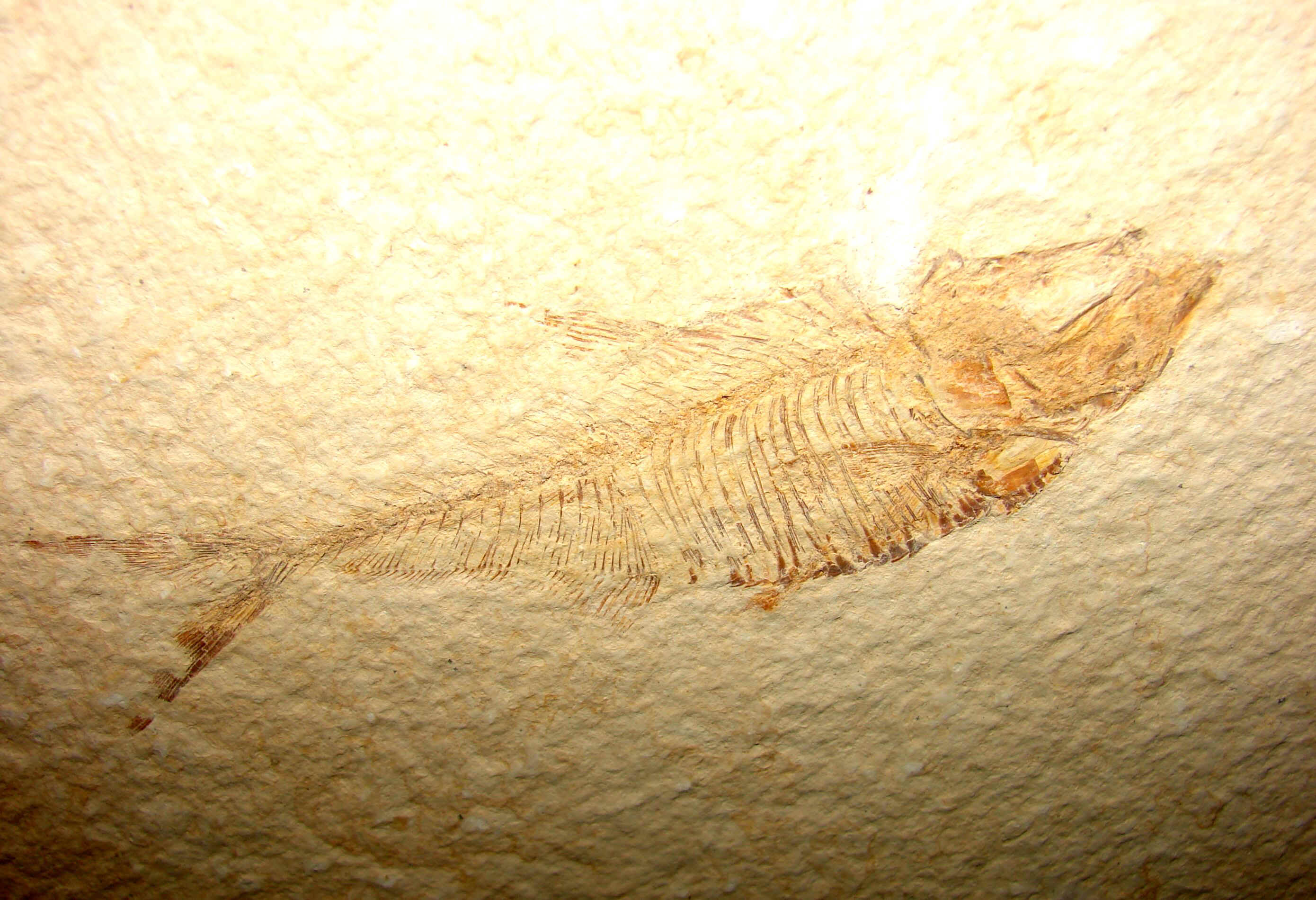 http://www.artfromgod.com/fossilfish-23.jpg (807370 bytes)