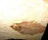 fossilfish-36.jpg (435325 bytes)