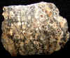 11xtortillaagate.jpg (865804 bytes)