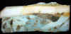 25xoceanrockcanada.jpg (607249 bytes)