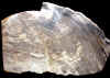 26xlgwood.jpg (791793 bytes)