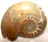 brngon-6_small.jpg (1961 bytes)