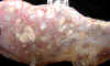 cabslab-12.jpg (561075 bytes)