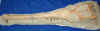 croc-5.jpg (295406 bytes)