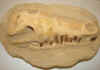 crocskull-1.jpg (724275 bytes)