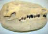 crocskull-3.jpg (747288 bytes)
