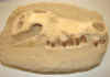 crocskull-5.jpg (658735 bytes)