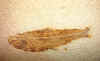 fossilfish-15.jpg (679153 bytes)