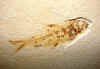 fossilfish-20.jpg (645676 bytes)