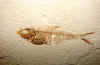 fossilfish-22.jpg (591165 bytes)