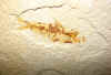 fossilfish-25.jpg (625569 bytes)