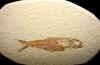 fossilfish-27.jpg (632712 bytes)