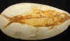 fossilfish-29.jpg (652835 bytes)