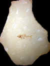 fossilfish-2.jpg (594289 bytes)