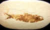 fossilfish-30.jpg (604507 bytes)