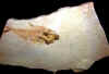 fossilfish-3.jpg (635395 bytes)