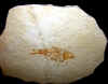 fossilfish-5.jpg (700688 bytes)