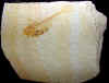fossilfish-6.jpg (696249 bytes)