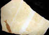 fossilfish-7.jpg (579959 bytes)