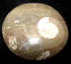 halfsnail-12.jpg (338540 bytes)