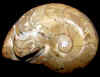 halfsnail-33.jpg (331605 bytes)