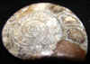 halfsnail-5.jpg (344762 bytes)
