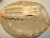 mossoskull-4.jpg (544038 bytes)