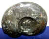 nugon-15_small.jpg (1973 bytes)