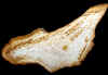 palm-12.jpg (490642 bytes)