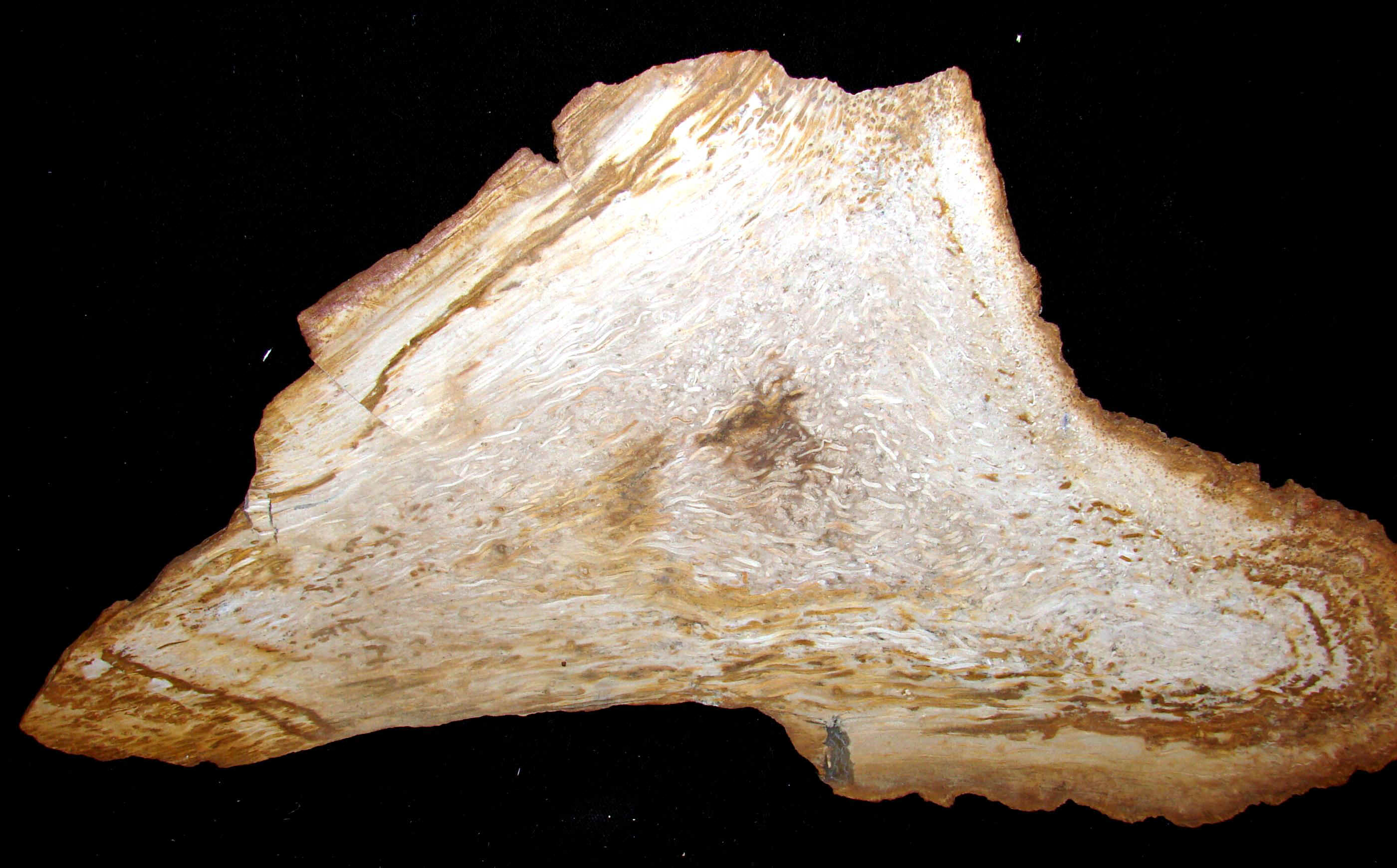 palm-13.jpg (582341 bytes)