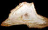 palm-13.jpg (500835 bytes)