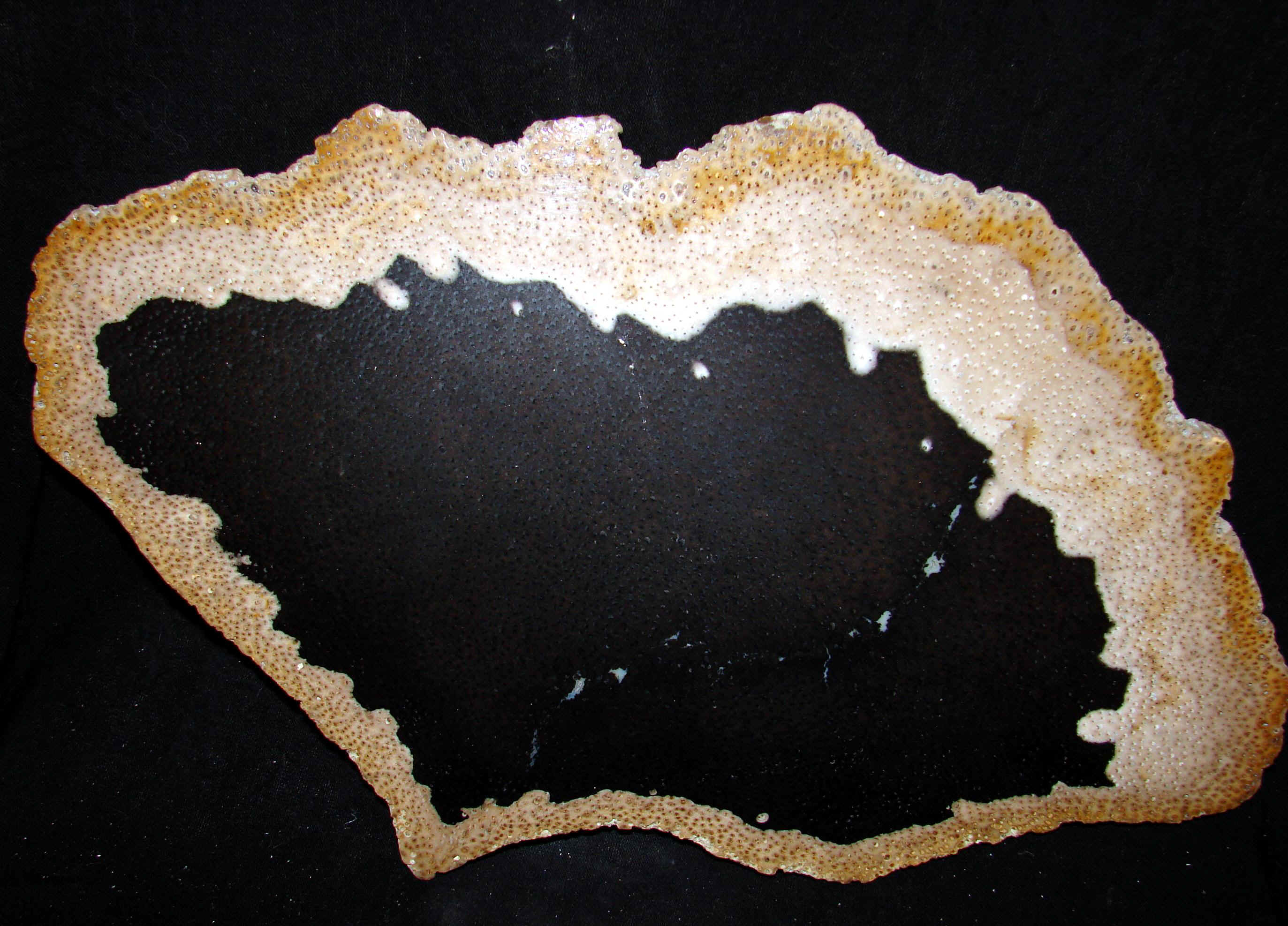 palm-17.jpg (582341 bytes)