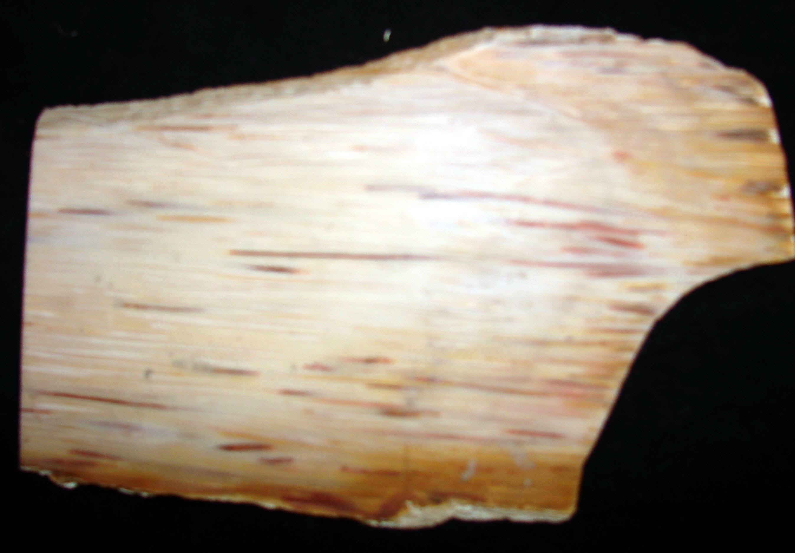palm-5.jpg (582341 bytes)