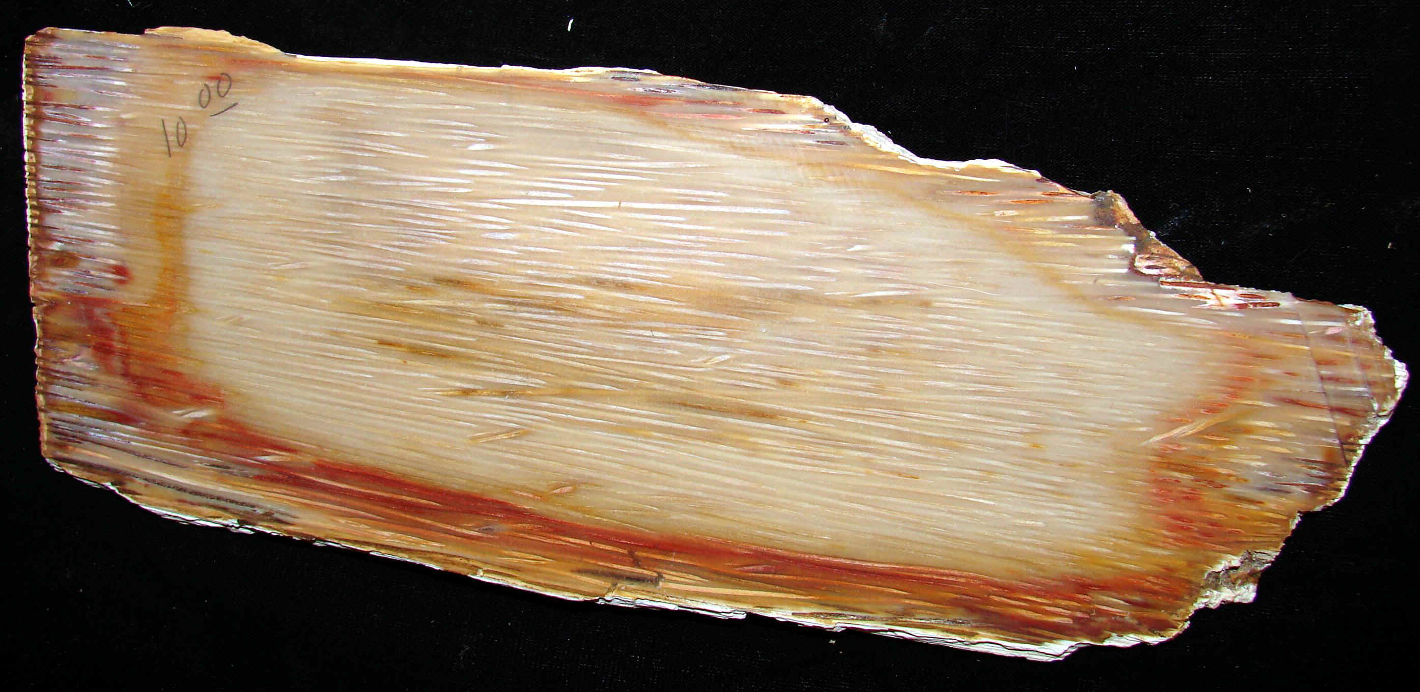 palm-6.jpg (582341 bytes)