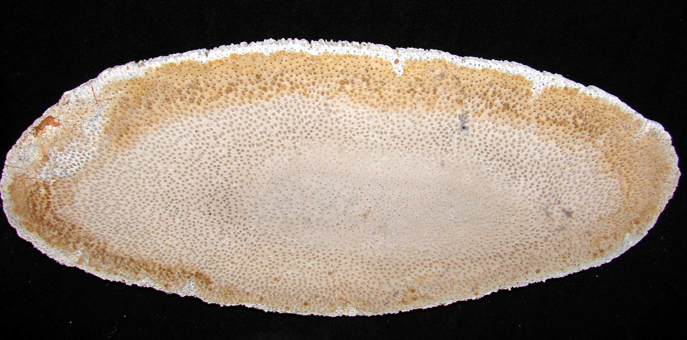palm-7.jpg (582341 bytes)
