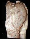 palmroot-19.jpg (712575 bytes)
