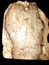 palmroot-20.jpg (1046626 bytes)