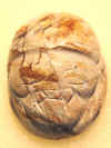 scarab-14.jpg (159491 bytes)