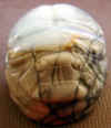 scarab-33.jpg (482286 bytes)