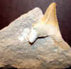 tooth-34_small.jpg (2006 bytes)