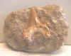 tooth-3_small.jpg (1411 bytes)