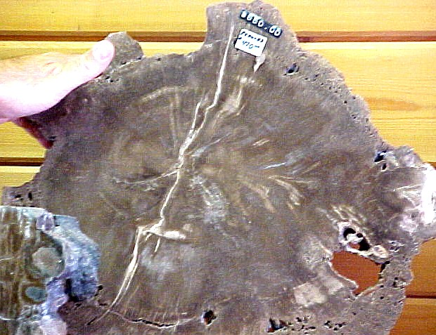 wood-5.JPG (111865 bytes)